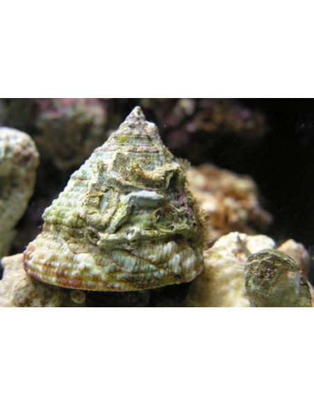 Astraea spp.  