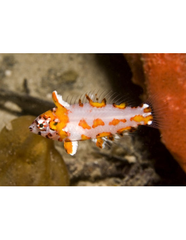 Macropharyngodon choati
