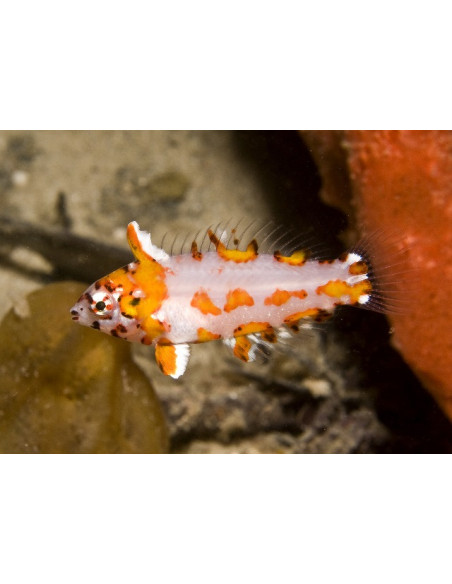 Macropharyngodon choati