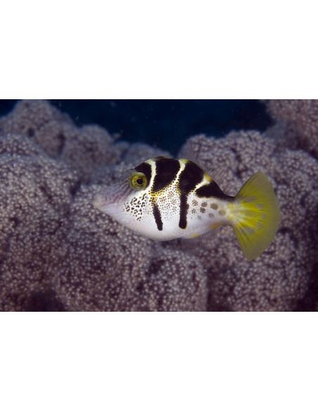 Paraluterus prionurus  
