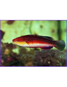 Cirrhilabrus joanallenae