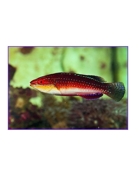 Cirrhilabrus joanallenae