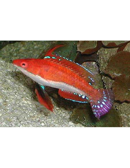 Cirrhilabrus rubriventralis