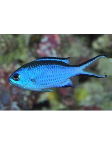chromis cyanea