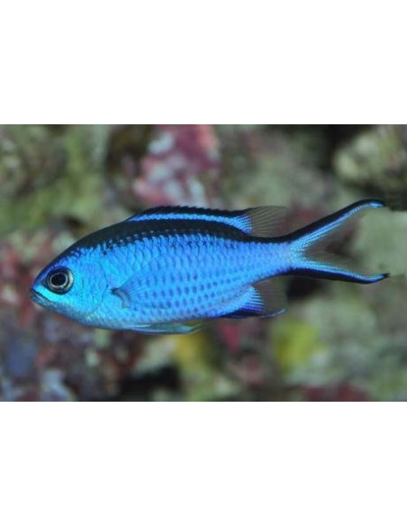 chromis cyanea