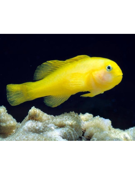 gobiodon okinawae