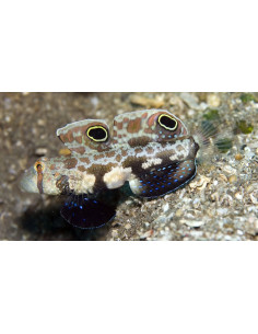signigobius biocellatus