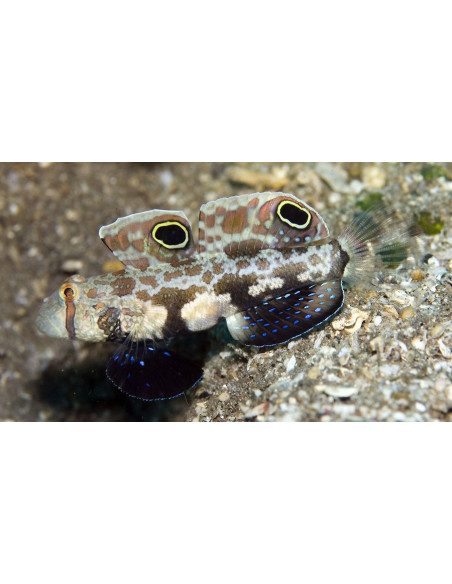 signigobius biocellatus