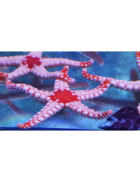 Fromia monilis