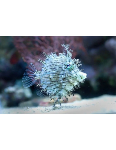 Chaetodermis pencilligerus