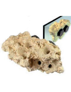 Coral Rack long