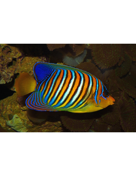Pygoplites diacanthus