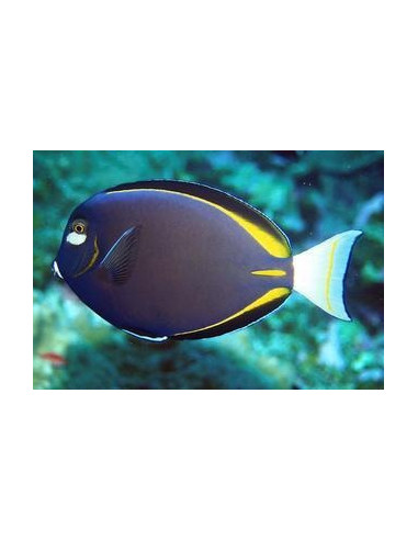 acanthurus nigricans