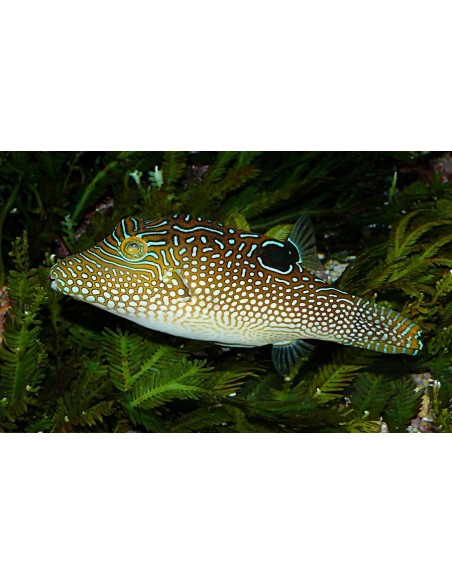 canthigaster solandri
