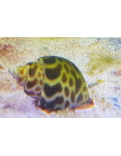 babylonia formosae