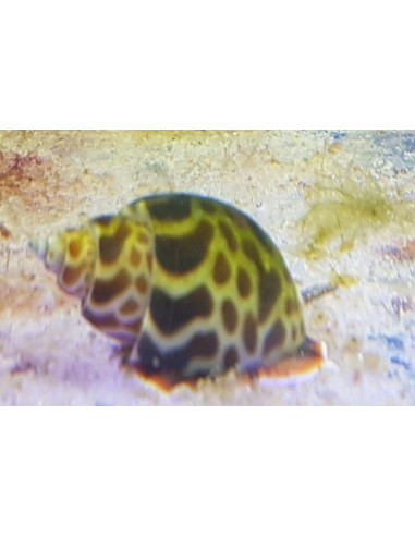 babylonia formosae