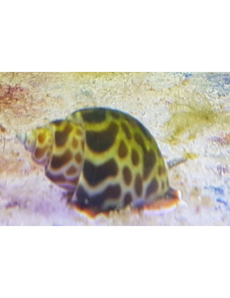 babylonia formosae