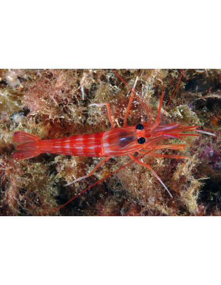 Lysmata seticaudata 