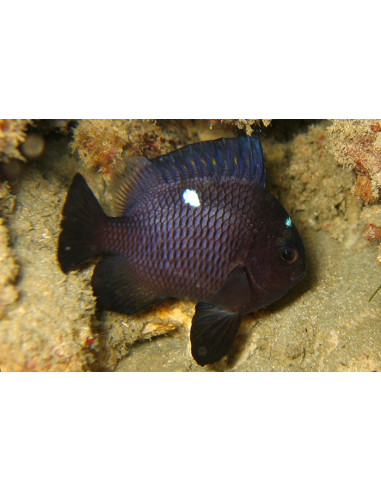 Dascyllus trimaculatus