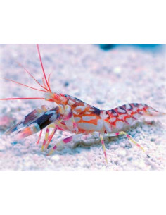 Alpheus bellulus