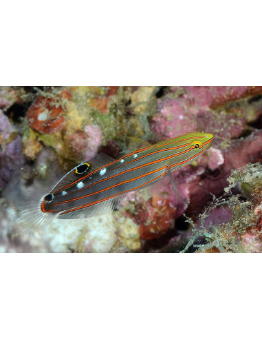 Amblygobius rainfordi 