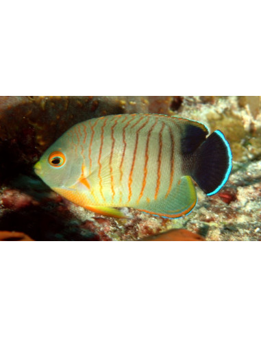 Centropyge eibli