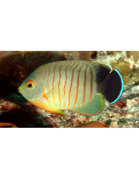Centropyge eibli