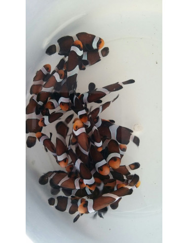 Amphiprion  ocellaris  Black 