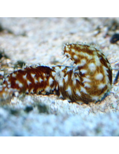 Holothuria Hilla