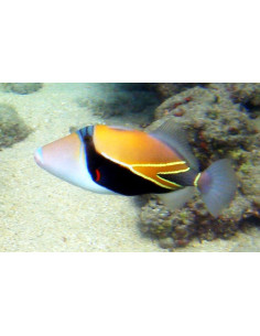 Rhinecanthus rectangulus  