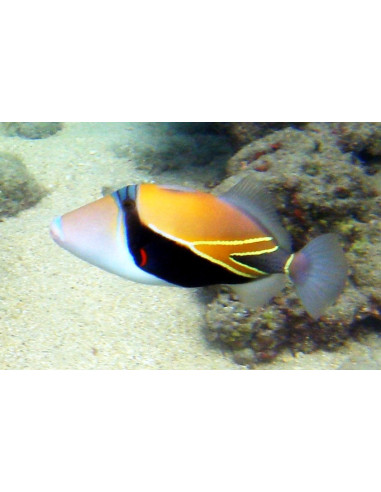 Rhinecanthus rectangulus  