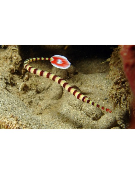 Dunckerocampus dactyliophorus  