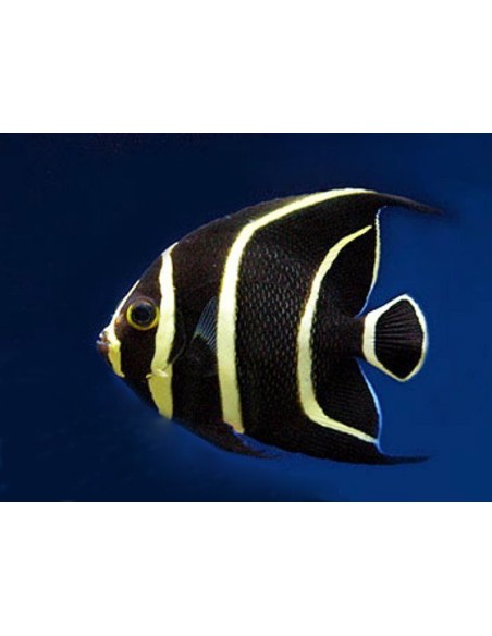 Pomacanthus paru  juvenil