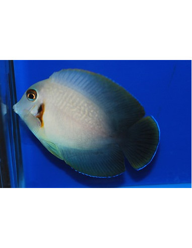 Acanthurus pyroferus  