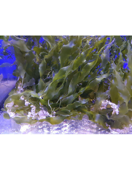 Caulerpa prolifera