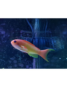 Pseudanthias squamipinnis macho