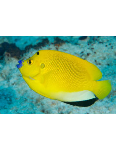 Apolemicthys trimaculatus  