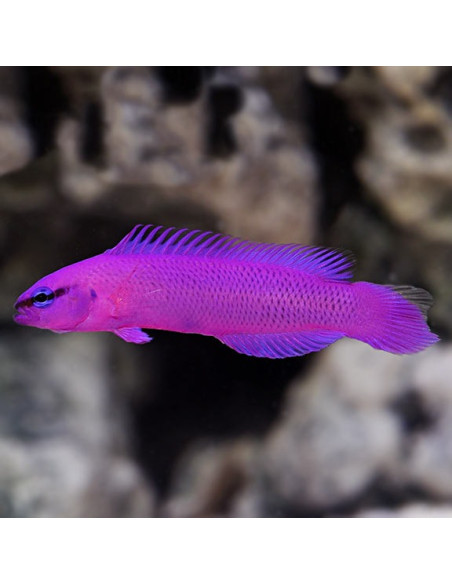 Pseudochromis fridmani