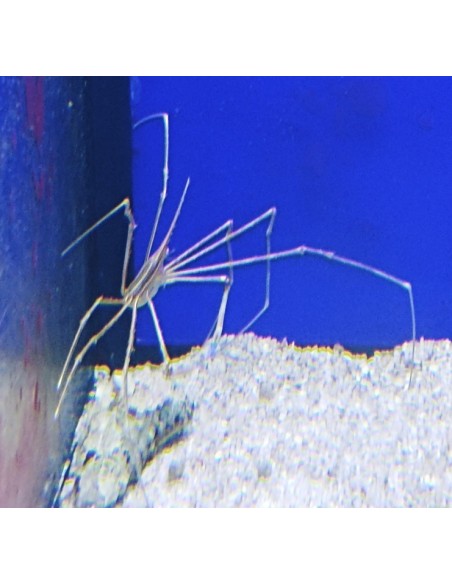Stenorhynchus seticornis