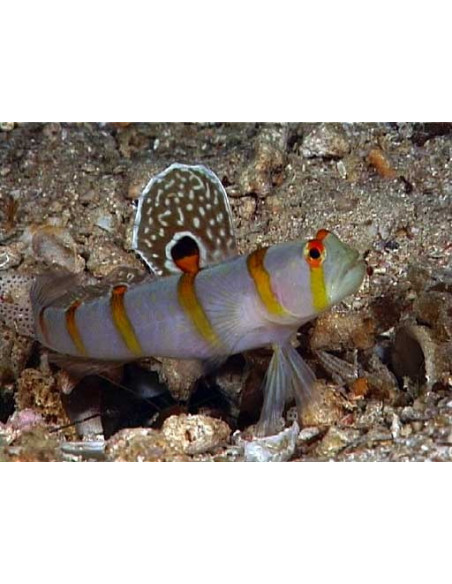 Amblyeleotris Randalli