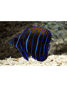 Pomacanthus navarchus juvenil