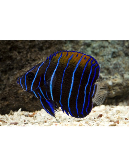 Pomacanthus navarchus juvenil