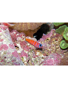 Lythrypnus dalli
