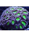 Corales duros LPS
