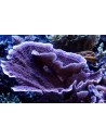 Corales duros SPS